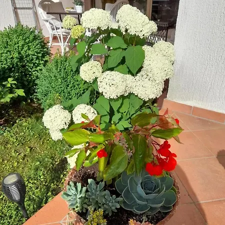 Apartment Iva Poreč